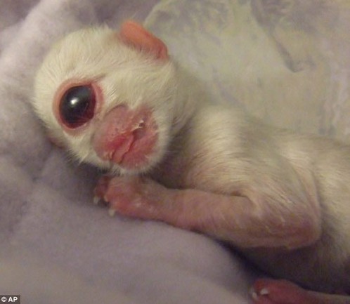 ��Ȥ���� �����ϵ�������Ｏ�ϣ�ͼ��