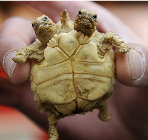 ��Ȥ���� �����ϵ�������Ｏ�ϣ�ͼ��