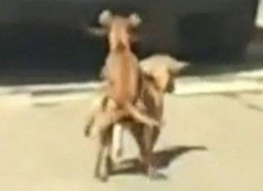 ʵ���������ְ�������������� Χ��·�˿�Ц����(��Ƶ����ͼ)